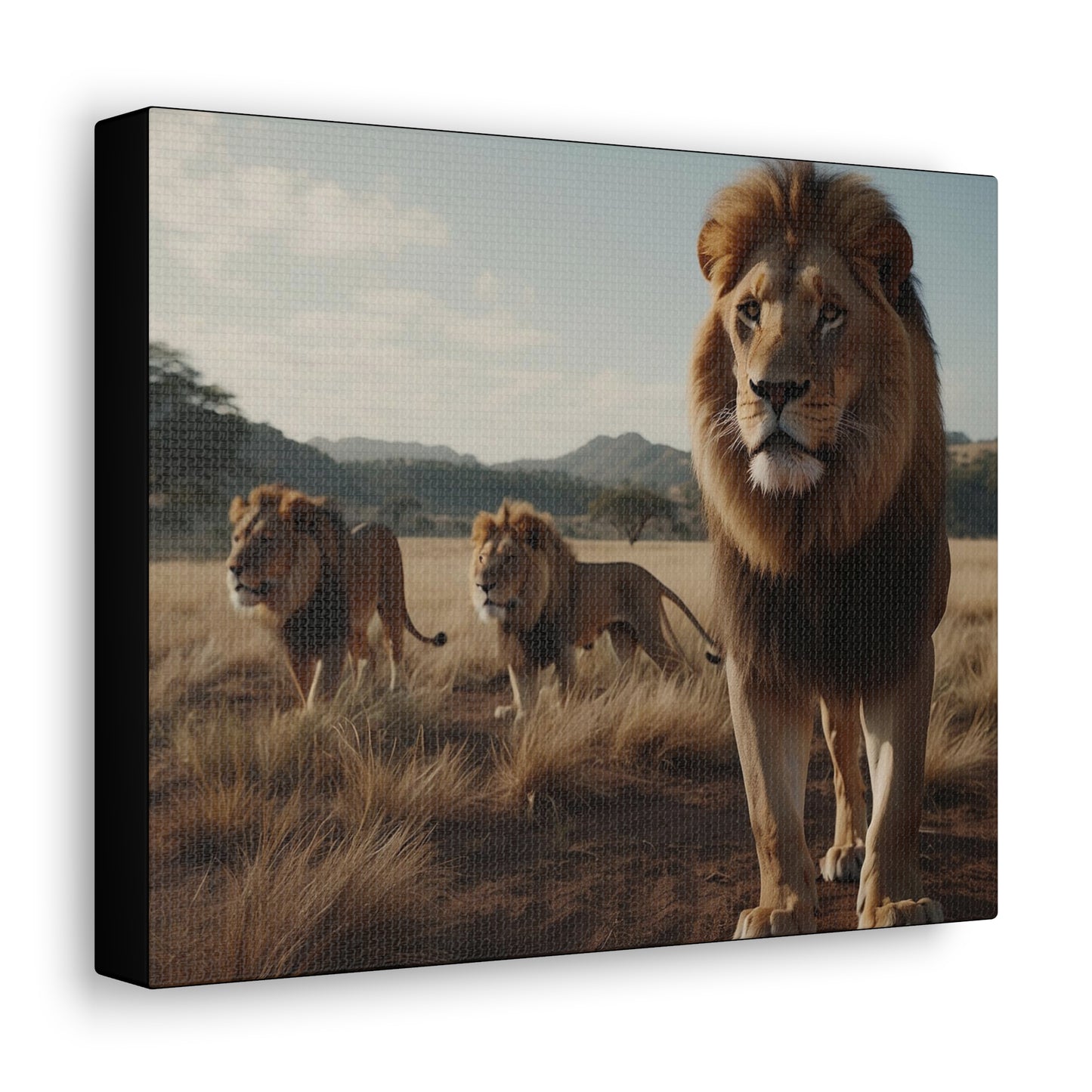 Canvas Gallery Wraps The Lions