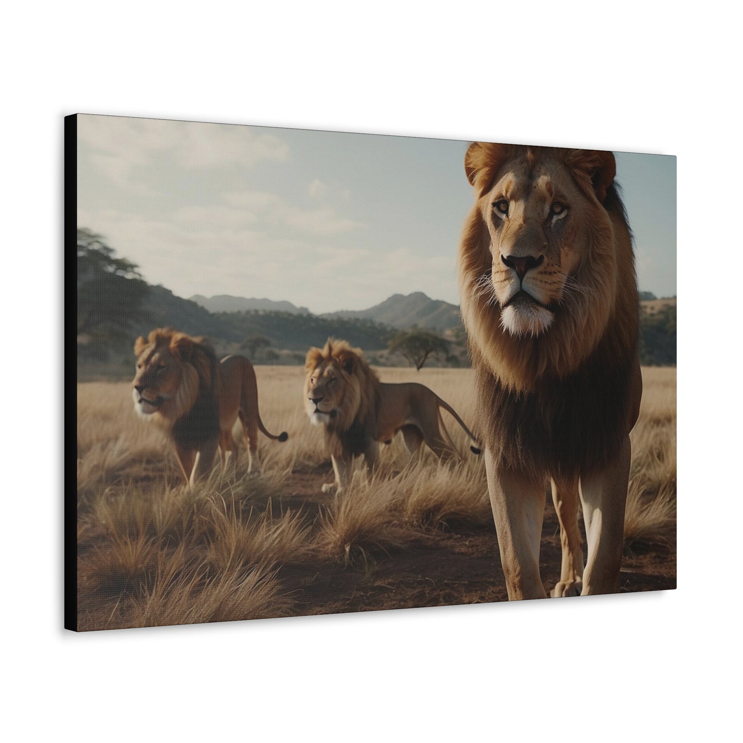 Canvas Gallery Wraps The Lions